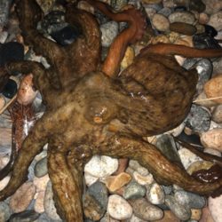 ヤリイカエギングで