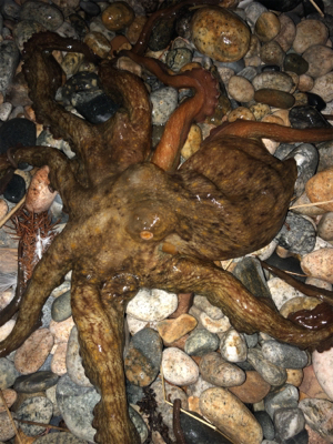 ヤリイカエギングで