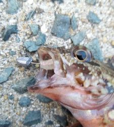 2019年3月2日釣行in深江漁港