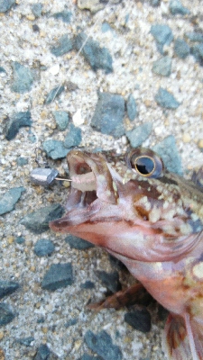 2019年3月2日釣行in深江漁港