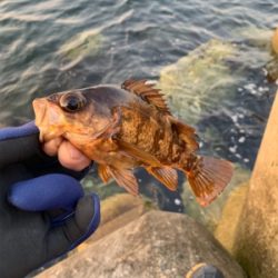 メバリングね。。。