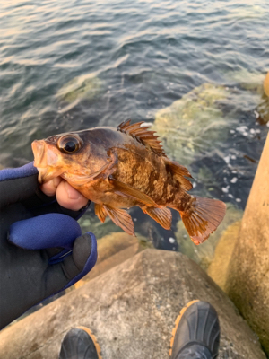 メバリングね。。。