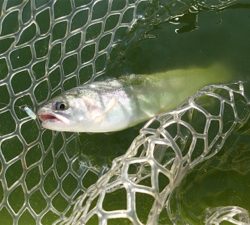 エリアトラウト