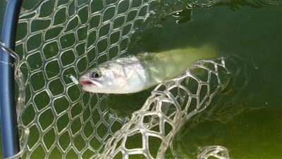 エリアトラウト