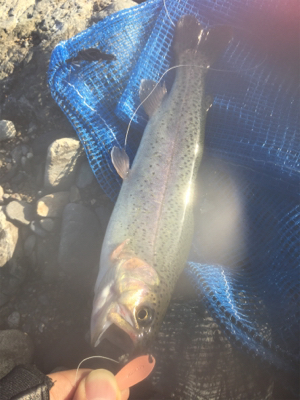 管理釣り場 芥川