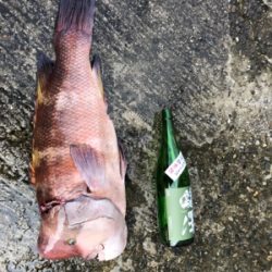 モンスター再び