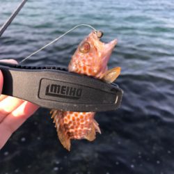 メバルを求めて③