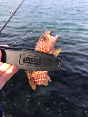 メバルを求めて③