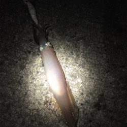 ササイカエギング