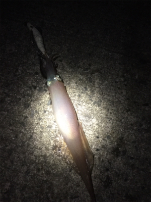 ササイカエギング