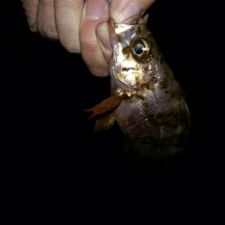 でかメバルはいずこ？