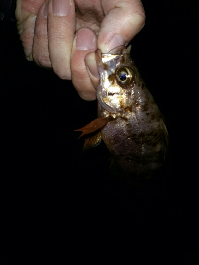 でかメバルはいずこ？