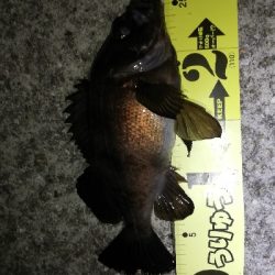 ボトムワインドでメバル爆釣