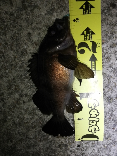 ボトムワインドでメバル爆釣