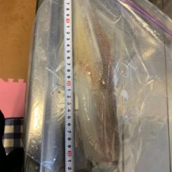 ヤリイカ釣果！