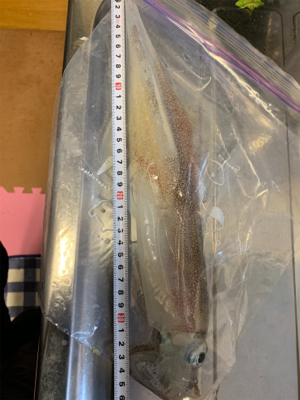 ヤリイカ釣果！