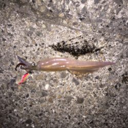 朝方のヤリイカ