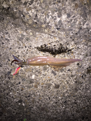 朝方のヤリイカ