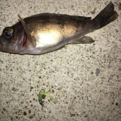 小雨メバリング