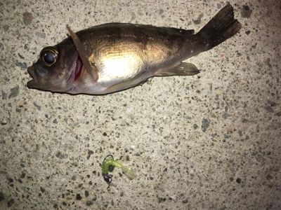 小雨メバリング