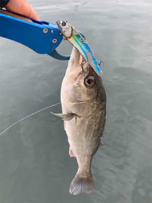 止水！ミラーシーバス！！