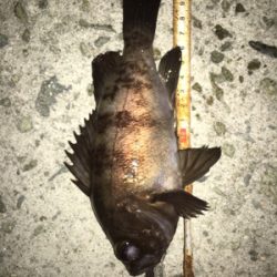 貝塚メバリング