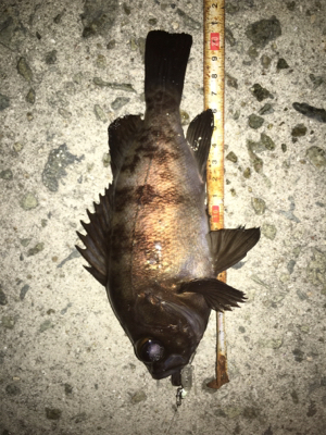 貝塚メバリング