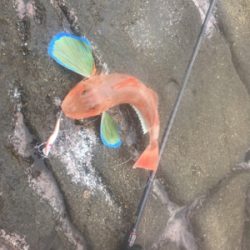 シーズンイン！！