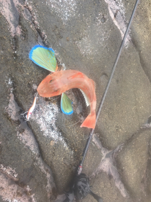 シーズンイン！！