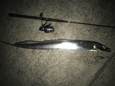 3月のドラゴン！