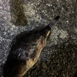 ライトゲーム遠征