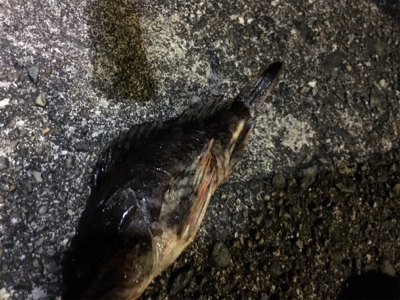 ライトゲーム遠征