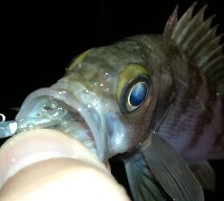 ナイトメバリング