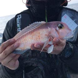 ボートアマダイ