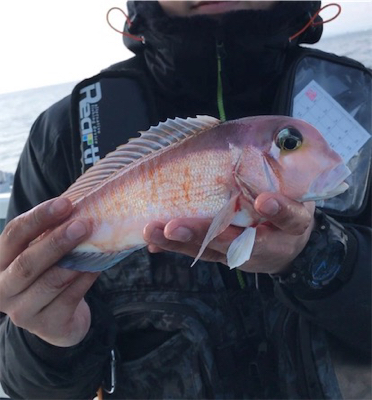 ボートアマダイ