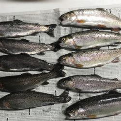 なごみ ライトエリア