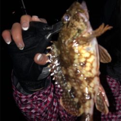 つりぴぃぽぉ釣果