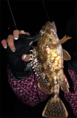 つりぴぃぽぉ釣果