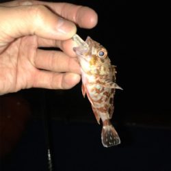 初通詞島ライトゲーム