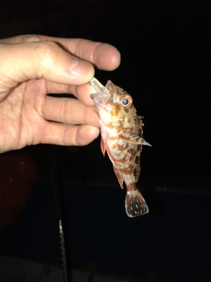 初通詞島ライトゲーム