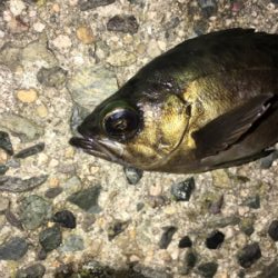 ナイトメバリング