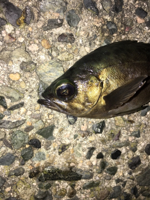 ナイトメバリング