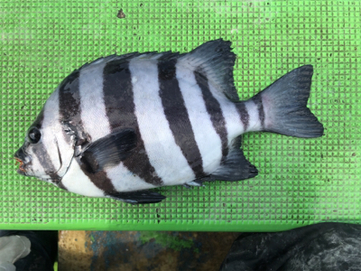 イシダイかかり釣り