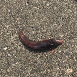 ドンコマンションにまさかの客人