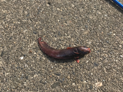 ドンコマンションにまさかの客人