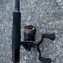 ヤリイカ釣果！