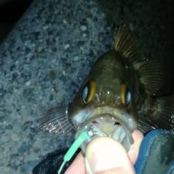 ナイトメバリング