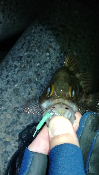 ナイトメバリング