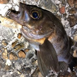 潮が動いてなかったけど何とか。