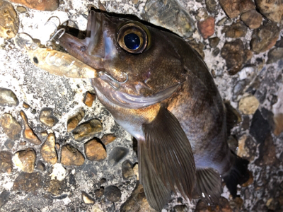 潮が動いてなかったけど何とか。